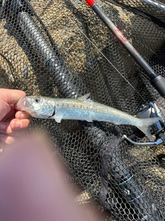 マイワシの釣果