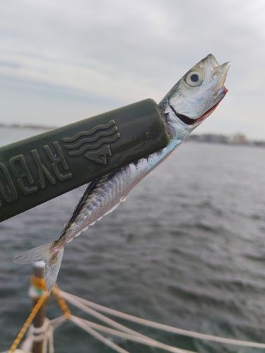 サバの釣果