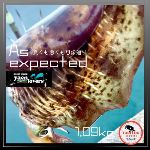アオリイカの釣果