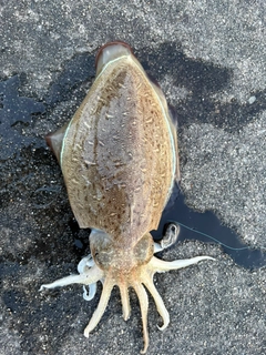 コウイカの釣果