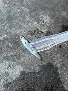 カタクチイワシの釣果