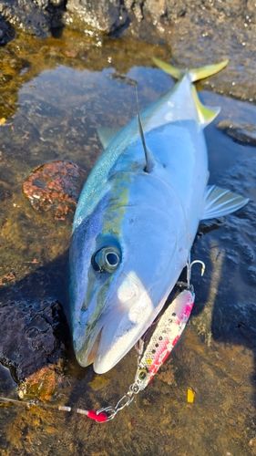 メジロの釣果