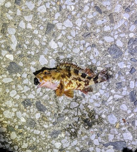 カサゴの釣果