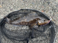アイナメの釣果
