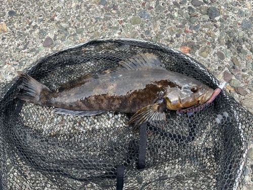 アイナメの釣果
