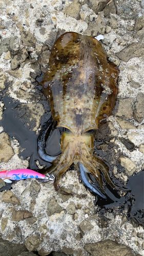 釣果