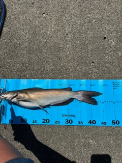 アメリカナマズの釣果