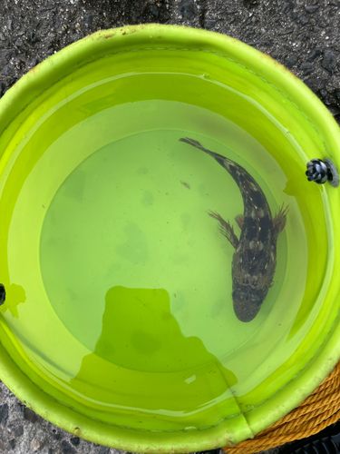 アラカブの釣果
