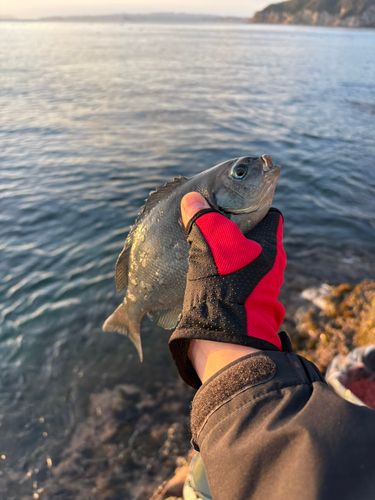 メジナの釣果