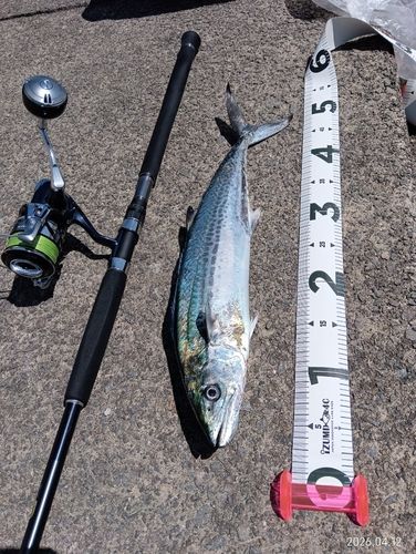 サゴシの釣果
