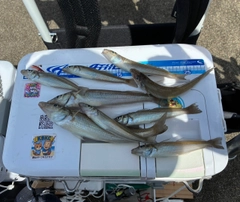 キスの釣果