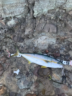 ヒラマサの釣果