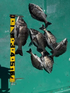 クロダイの釣果