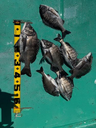 クロダイの釣果