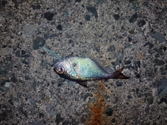 ハタンポの釣果