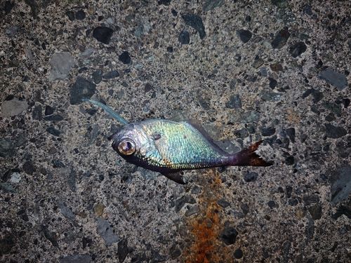 ハタンポの釣果