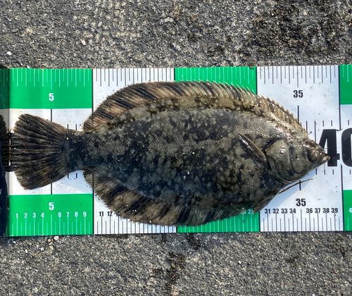 クロガシラガレイの釣果