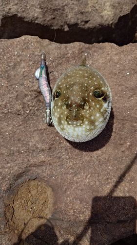 サザナミフグの釣果