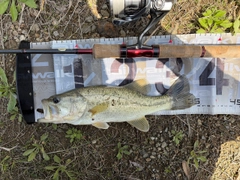 ブラックバスの釣果