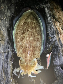 モンゴウイカの釣果