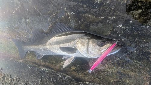 マルスズキの釣果