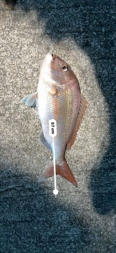 タイの釣果