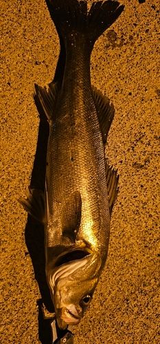 セイゴ（マルスズキ）の釣果