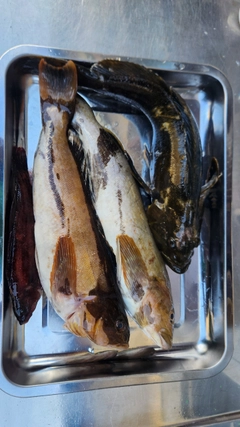 アイナメの釣果