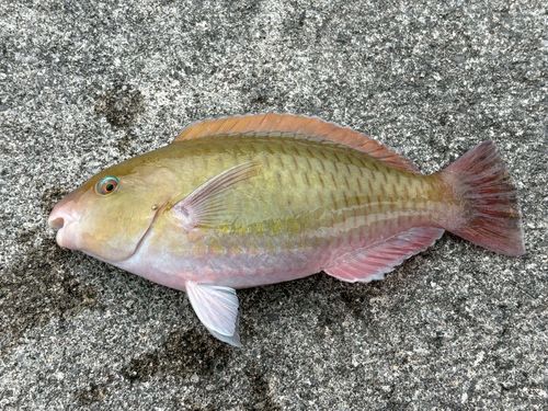 イラブチャーの釣果