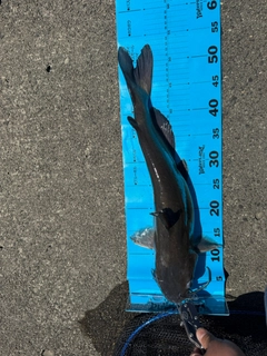 アメリカナマズの釣果