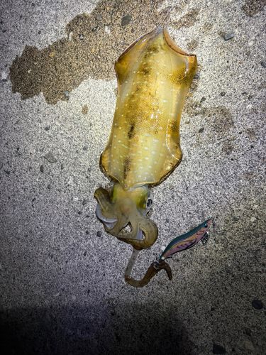 アオリイカの釣果
