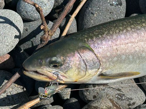 アメマスの釣果