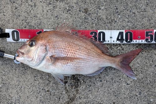 タイの釣果