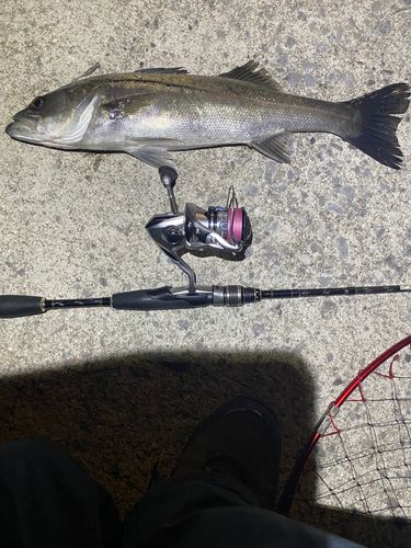 シーバスの釣果