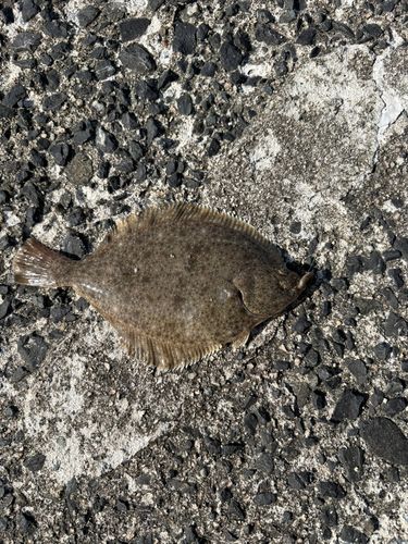 カレイの釣果