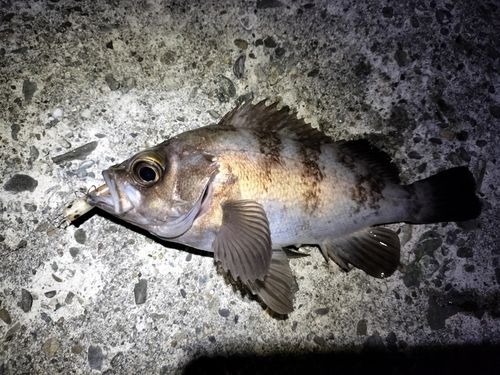 メバルの釣果
