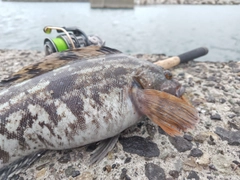 アイナメの釣果