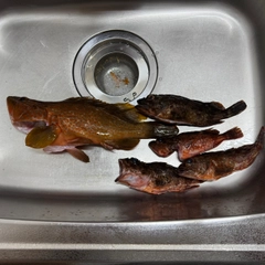 キジハタの釣果