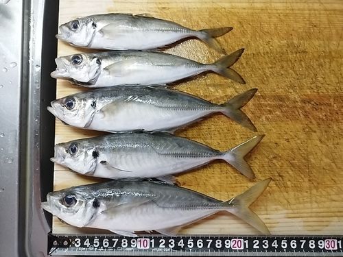 マアジの釣果