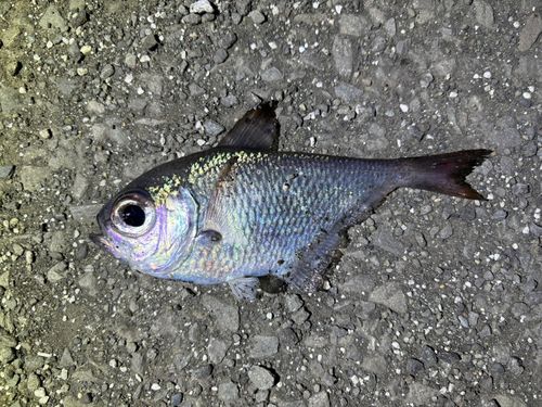 ミナミハタンポの釣果