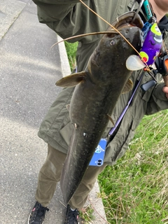 ナマズの釣果