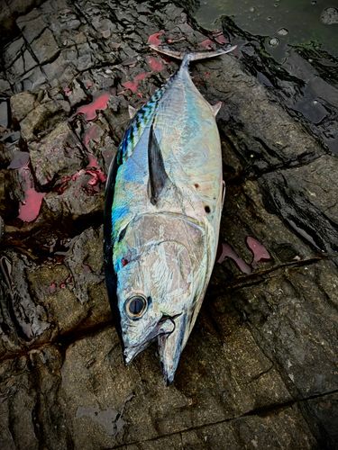 スマガツオの釣果