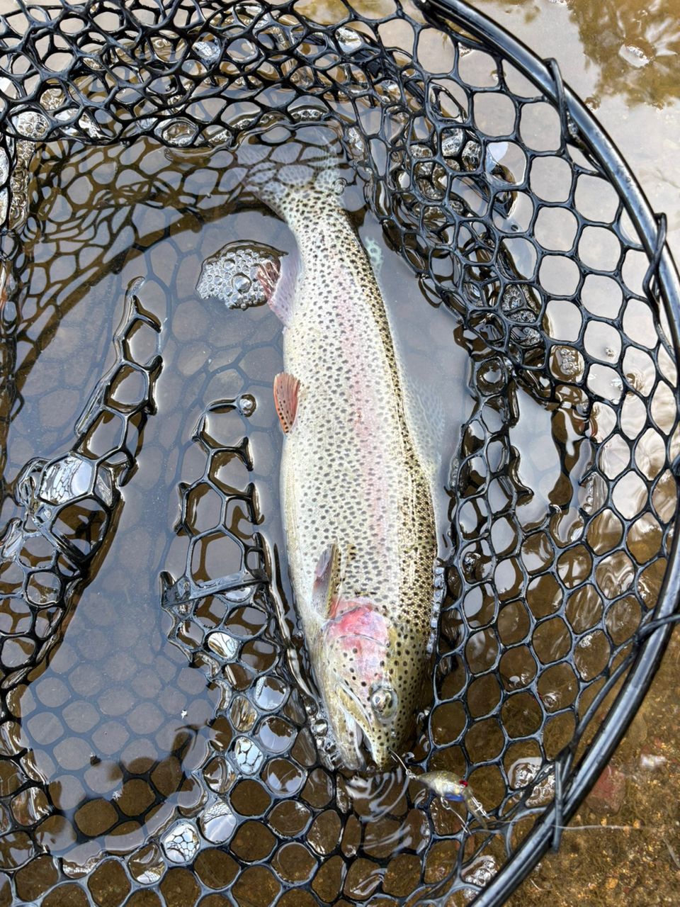 ニジマスの釣果写真