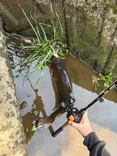 コイの釣果