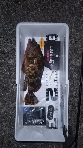 カサゴの釣果