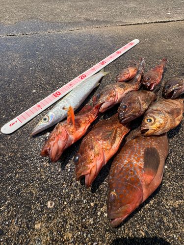 アカカマスの釣果