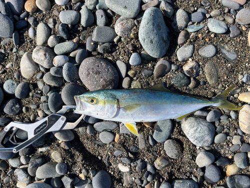 ワカシの釣果