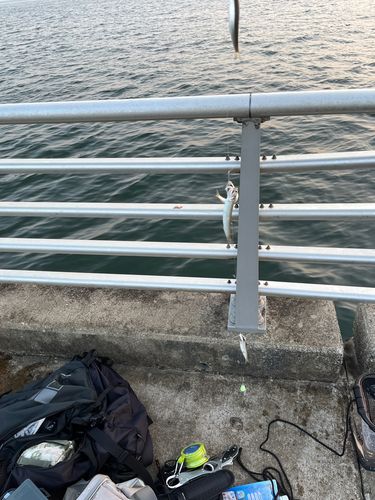 イワシの釣果