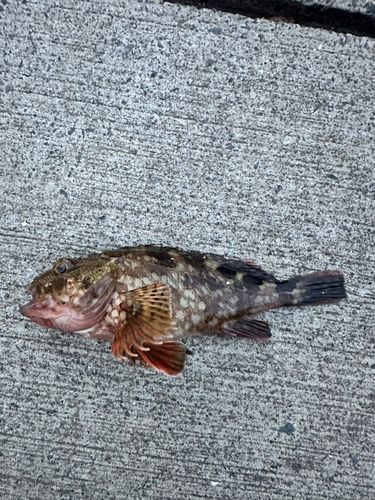 カサゴの釣果