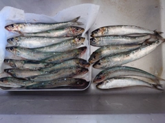 マイワシの釣果